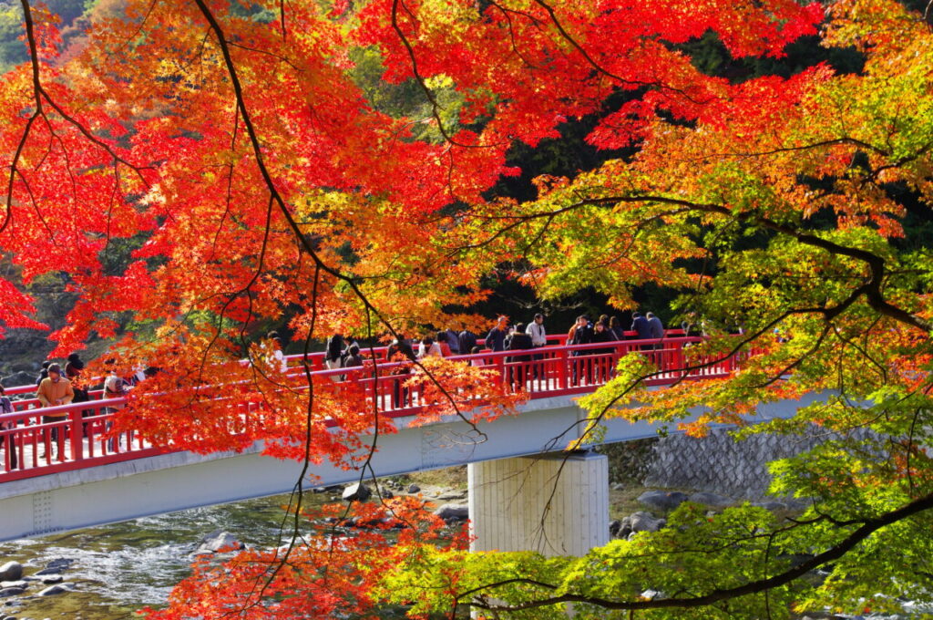 香嵐渓　待月橋